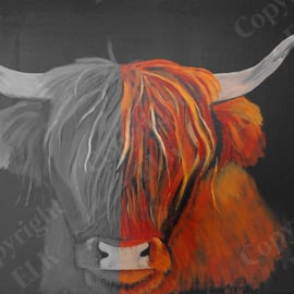 Highland Cow