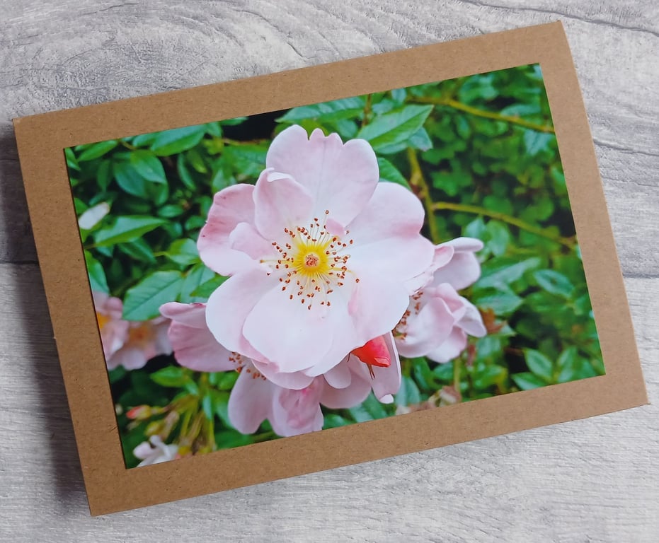 Climbing Rose Photo Greetings Card, Birthday Card, Notecard