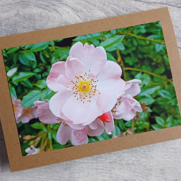 Climbing Rose Photo Greetings Card, Birthday Card, Notecard