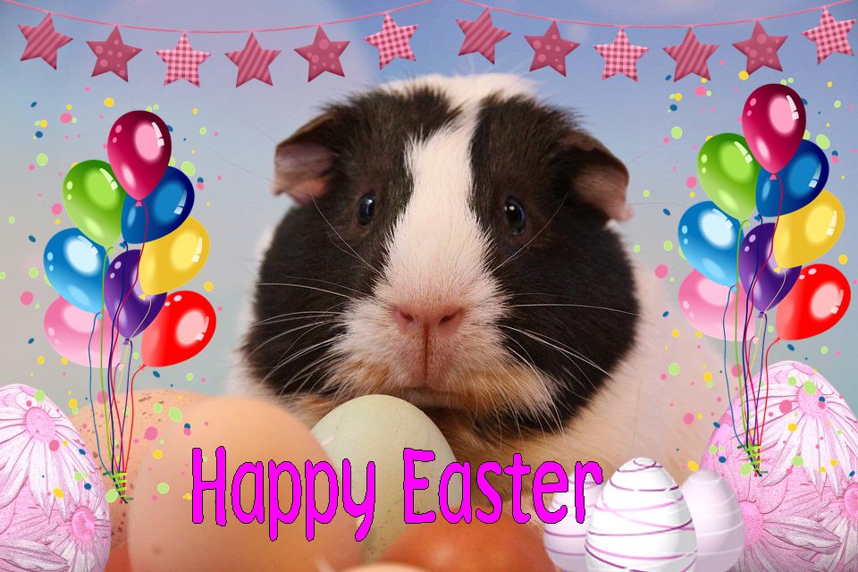 Guinea Pig with Eggs Easter Greeting Card A5 Size 