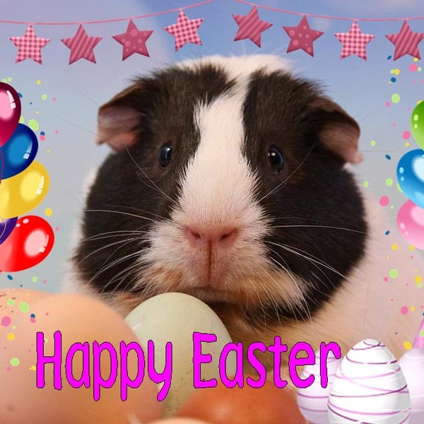 Guinea Pig with Eggs Easter Greeting Card A5 Size 
