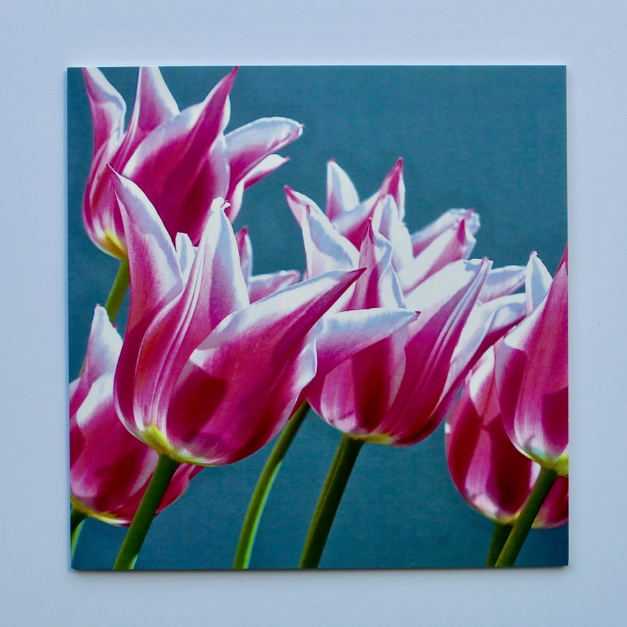 PINK TULIPS-SINGLE BLANK GREETINGS CARD