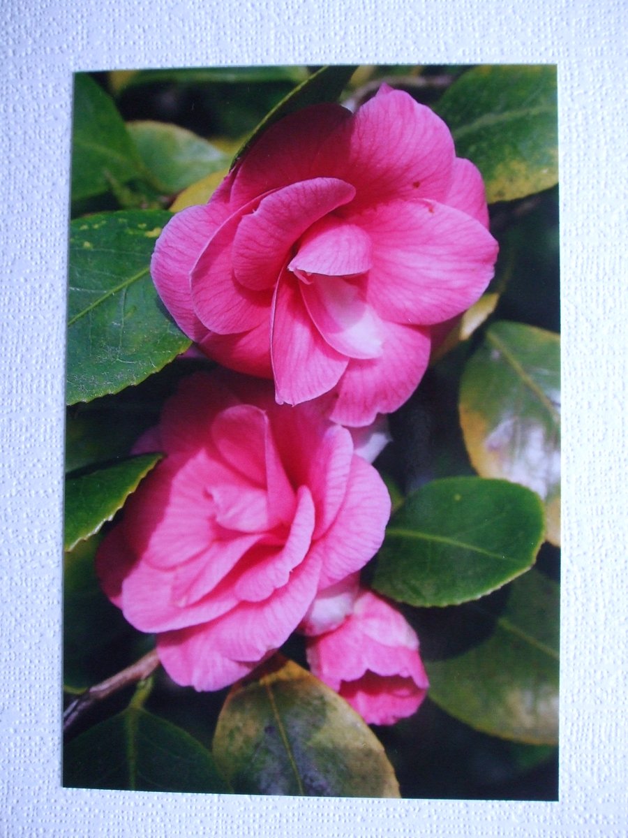 Photographic greetings card of a pink Camelia.