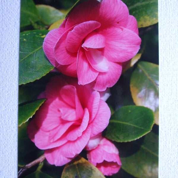 Photographic greetings card of a pink Camelia.