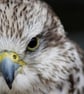 Hawk Photo Greetings Card - Image 2