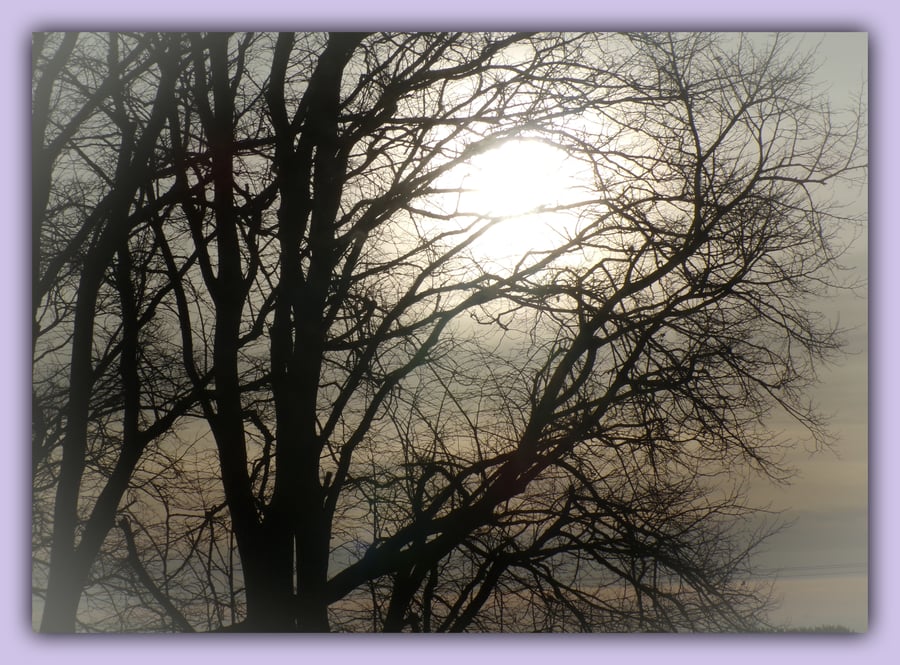 Sun Through Trees Winter Time Norfolk Greeting Card A5
