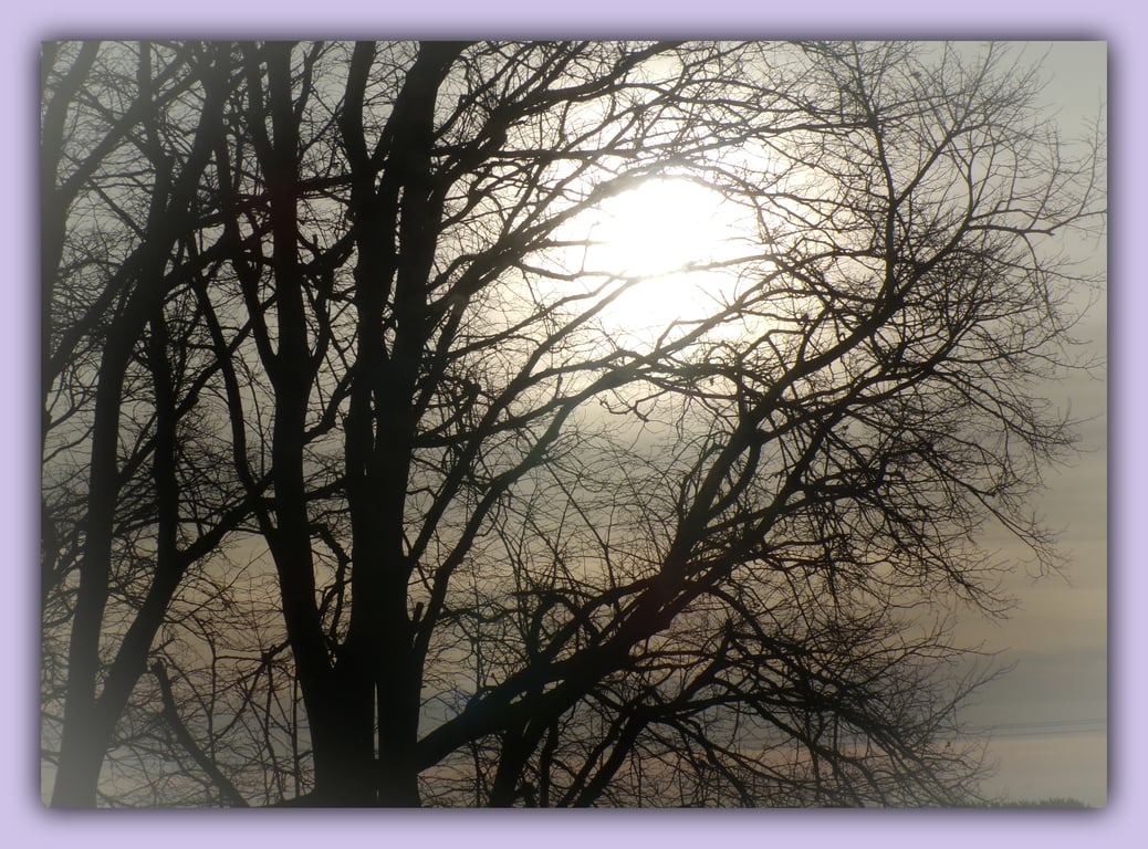 Sun Through Trees Winter Time Norfolk Greeting Card A5
