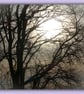 Sun Through Trees Winter Time Norfolk Greeting Card A5