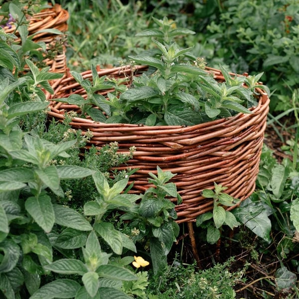 Willow Mini Raised Herb Bed Kit, Woven Willow Beginner Garden Craft Project