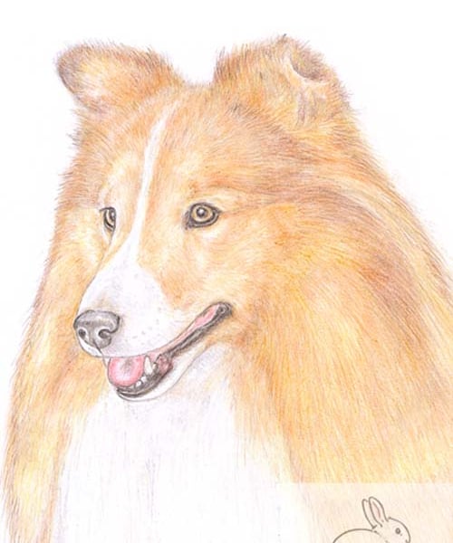 Bonnie the Shetland Sheepdog - Birthday Card