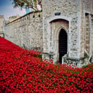 Tower Of London Poppies Red Poppy England Photograph Print