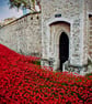 Tower Of London Poppies Red Poppy England Photograph Print