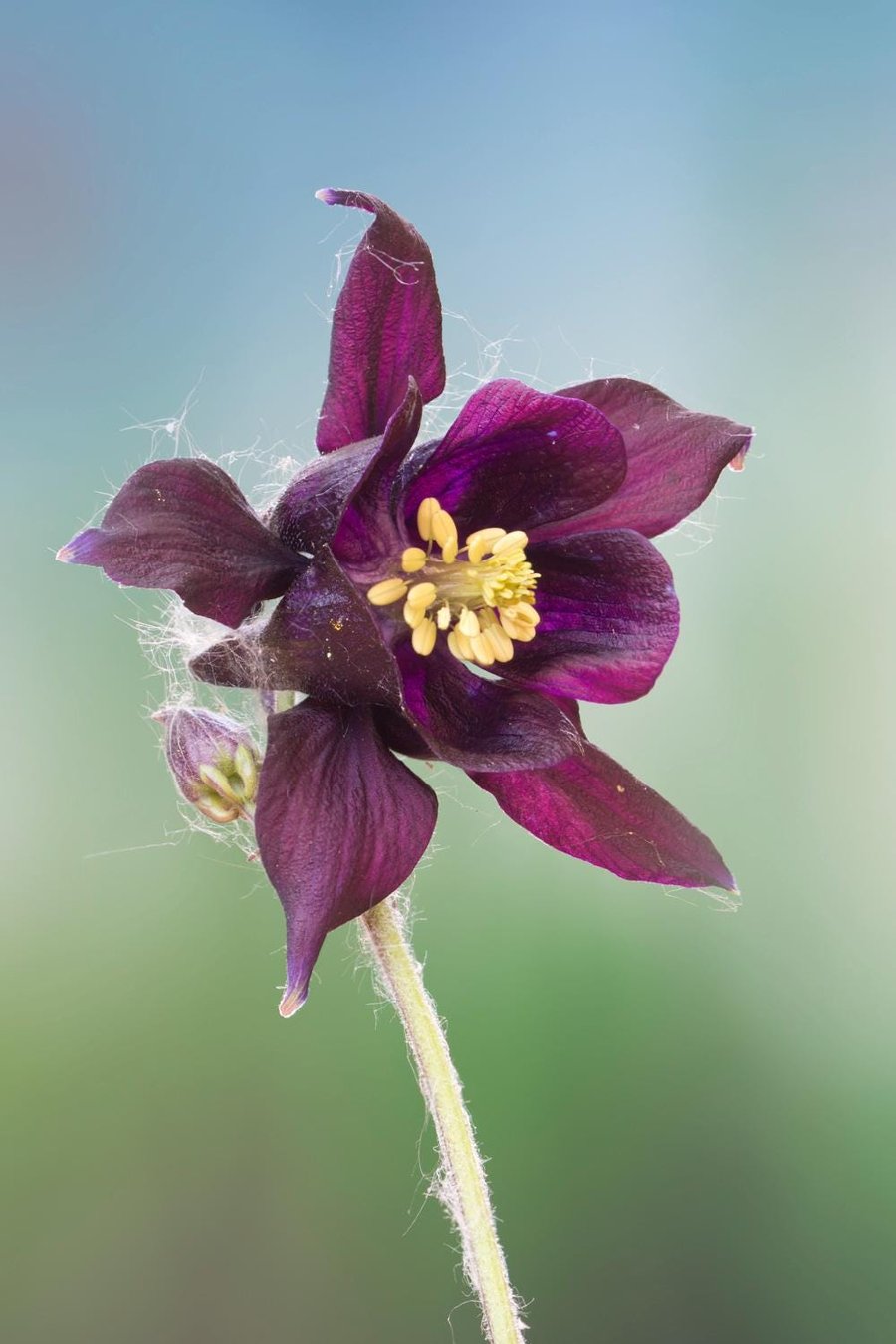 Aquilegia vulgaris 2 print