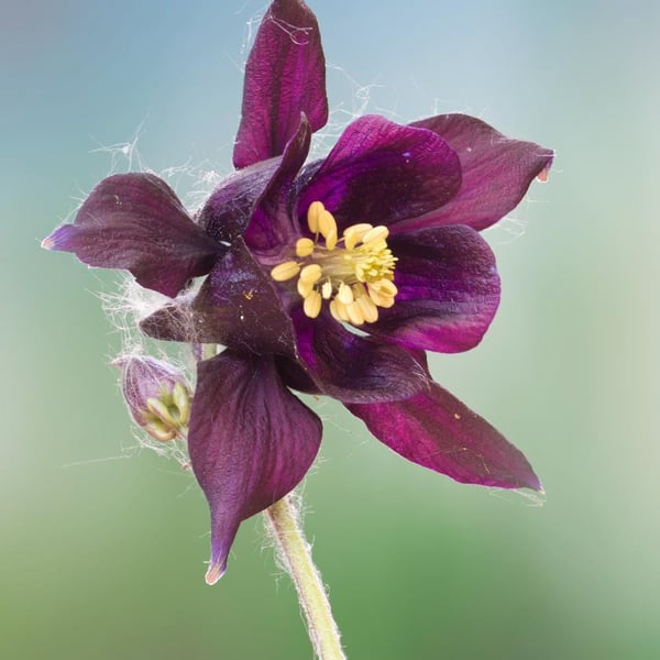 Aquilegia vulgaris 2 print