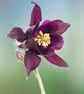Aquilegia vulgaris flower wall art print - Image 2
