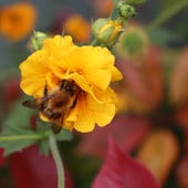 the creatures cottage