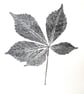 Horse Chestnut Leaf Print  - Image 2