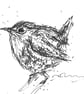 Card "Wren" - Image 1