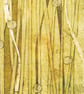 Long Grasses VE 2.3 - Original Print  - Image 2