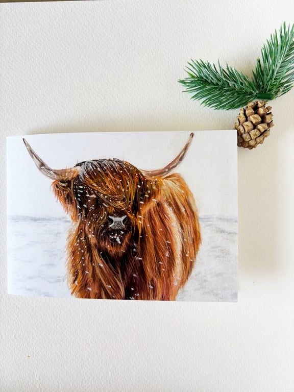 Highland Cow 