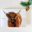 Highland Cow 