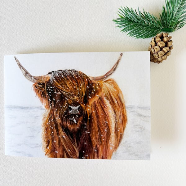 Highland Cow 