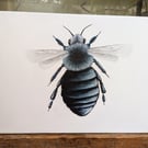 Ashy Mining Bee