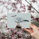 Black-headed gull - original acrylic painting
