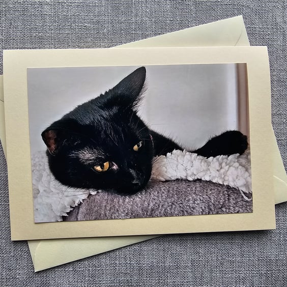 Small Black Cat Large Quality Blank Photographic Card Size 7" x 5"