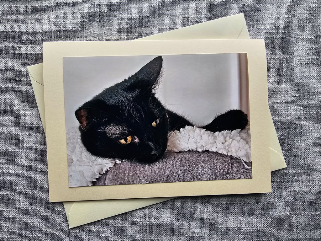 Small Black Cat Large Quality Blank Photographic Card Size 7" x 5"