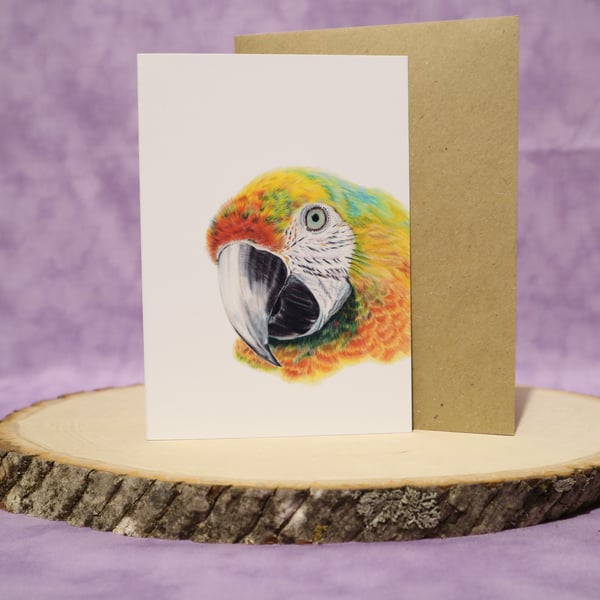 GC3  Parrot A6 any occasion greeting card