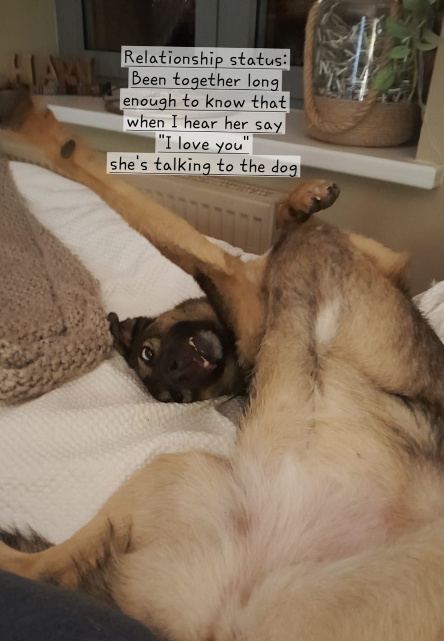 Greeting charity card dog themed