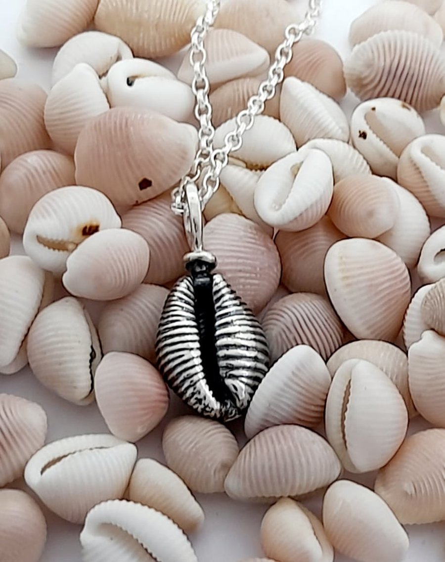 Cowrie shell-Grotie Buckie -Large