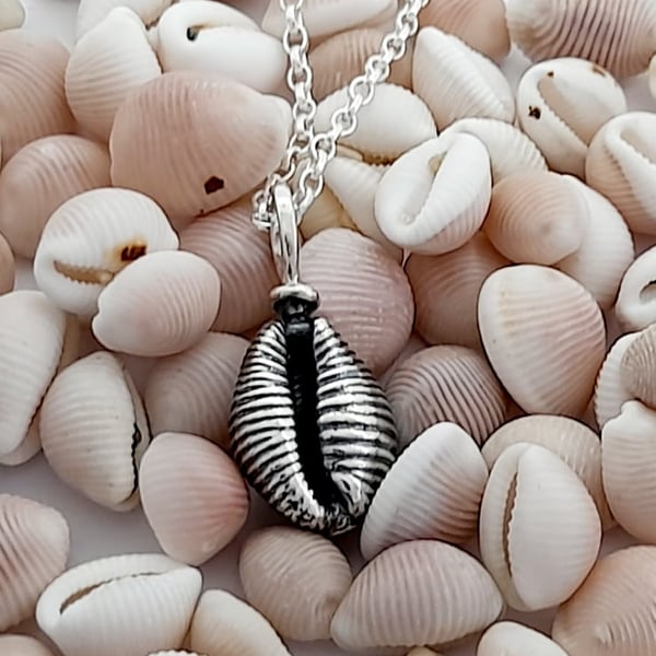 Cowrie shell-Grotie Buckie -Large