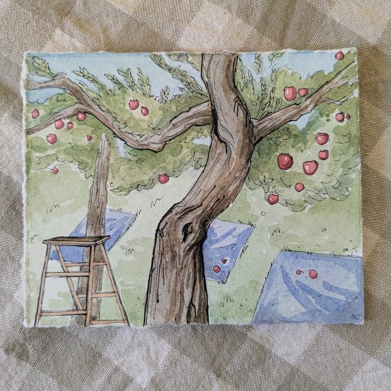 Apple Picking, Summer & Autumn Original Watercolour and Pen Illustration
