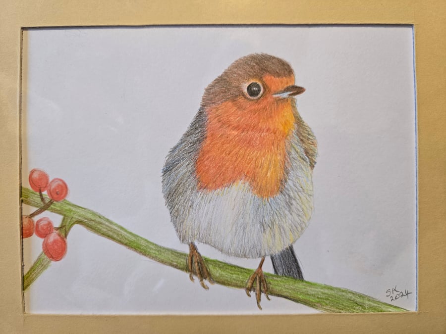 Beautiful Robin - Original Colour Pencil Drawing 9" x 7" - In mount