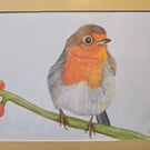 Beautiful Robin - Original Colour Pencil Drawing 9" x 7" - In mount