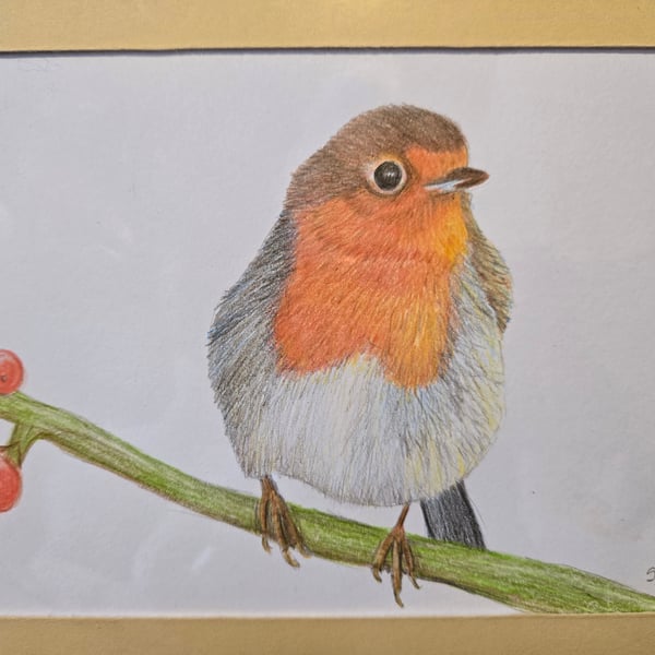 Beautiful Robin - Original Colour Pencil Drawing 9" x 7" - In mount