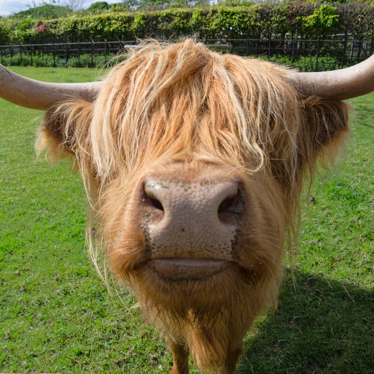 Highland cow nose print