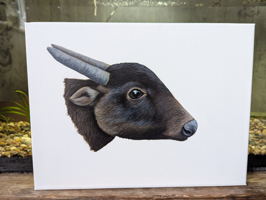 Mountain Anoa - Endangered Species Charity Painting 