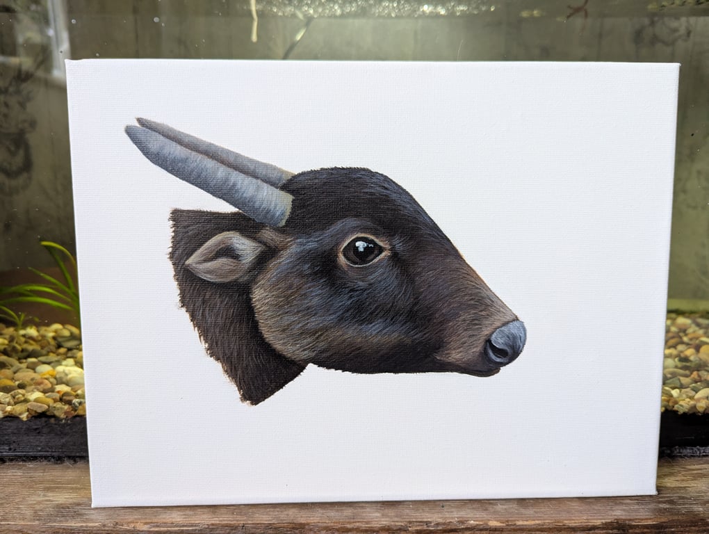 Mountain Anoa - Endangered Species Charity Painting 