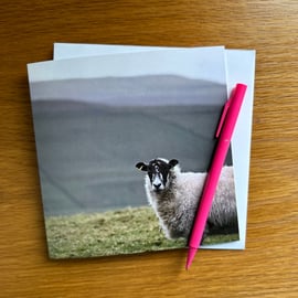 Greetings Card. Swaledale sheep portrait. Photograph. Eco Friendly 150mm Square.