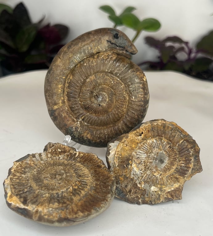 Snakestones or Serpent Stone Genuine Whitby Ammonite Hand Carved Curio Squid 