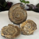 Snakestones or Serpent Stone Genuine Whitby Ammonite Hand Carved Curio Squid 