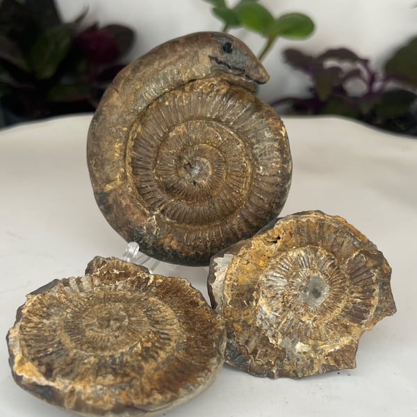 Snakestones or Serpent Stone Genuine Whitby Ammonite Hand Carved Curio Squid 