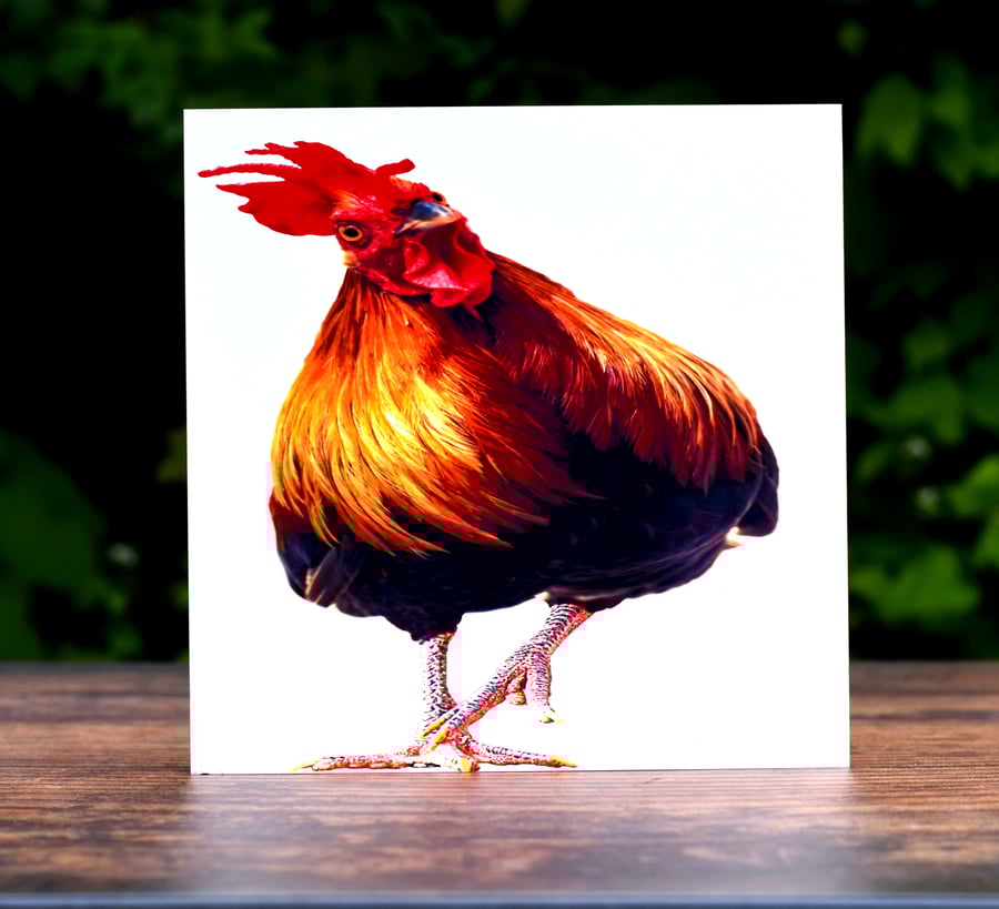 Cockerel Greeting Card, Crooked Cockerel