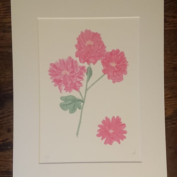 Pink Mums botanical art giclee print of a bunch of pink chrysanthemums