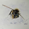 Bee, Original Watercolour Painting.