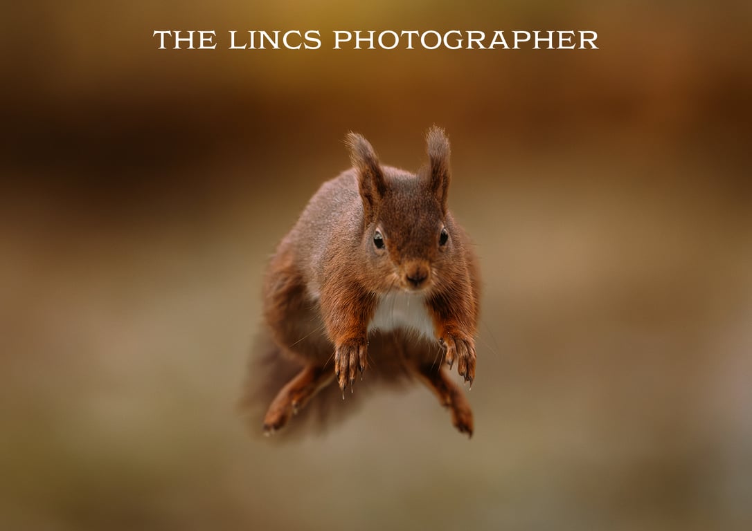 Red Squirrel print (Limited edition of 10)