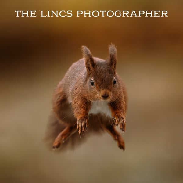 Red Squirrel print (Limited edition of 10)